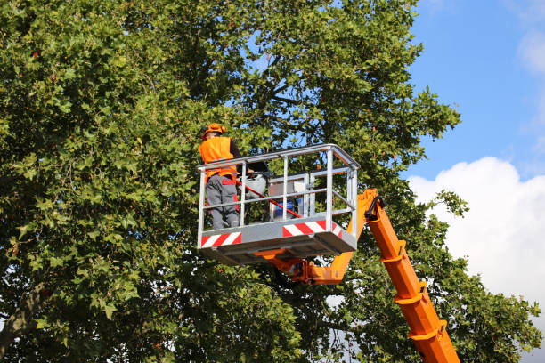 Trusted Mcgaheysville, VA Tree Removal and Landscaping Services Experts